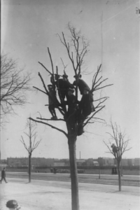 Kids watching the football from nearby treetop. Photo: The National Library of Denmark, photographer Holger Damgaard