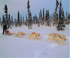 Dog Sled demonstration race at Olympics