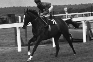 Shergar